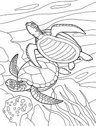 Sea turtle coloring page topcoloringpages net green pictures easy printable pages free. Sea Turtle Coloring Pages Free Coloring And Malvorlagan