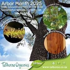 Image result for Vitellariopsis