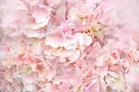 Check spelling or type a new query. Close Up Pink Artificial Flowers Soft Light Abstract Background Stock Photo Picture And Royalty Free Image Image 66920803