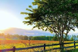 Iron spring farm is home to champion warmblood and friesian. Posts In Wheatland Spring Farm Brewery Visit Loudoun Blog