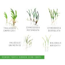 Image result for Cymodocea rotundata