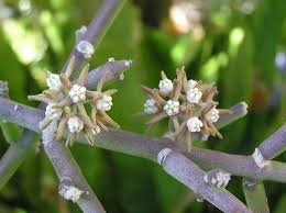 Image result for Cynanchum viminale