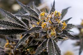 Fondos de pantalla de marihuanas. 420 Cannabis Marihuana Hierba Fondo De Pantalla Hd Wallpaperbetter