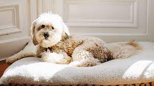 We'll review the issue and make a decision about a partial or a full refund. 5 Best Cyber Monday Dog Bed Deals Petsradar