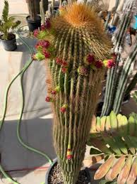 Image result for Neobolusia