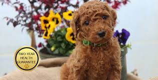 We started as the combination of a master dog trainer and a devoted dog lover and have been active in the world of dogs for over 35 years!! Standard Poodle Aussiedoodle And Goldendodle Puppies By Virginia Coast Poodles In Chesapeake Virginia