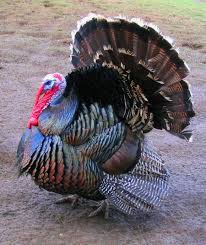 The ten tallest countries, with the first one being the country with the tallest average human height in the world, include. Domestic Turkey Wikipedia