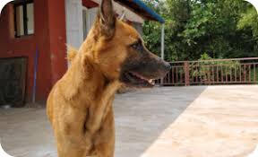 Move Over Exotic Huskies 11 Amazing Indian Dog Breeds You can spell the name of the dog with a 'c' or a 'k', combai or kombai. indian dog breeds