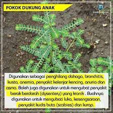 Dukung anak yang banyak tumbuh meliar dikatakan amat sesuai untuk merawat penyakit hepatitis b kerana tumbuhan herba ini boleh membersihkan darah dalam badan. Pokok Ati Ati Dukung Anak Khasiat Sayur Buah Herba Facebook