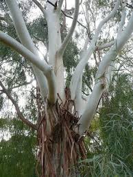 Image result for Eucalyptus citriodora
