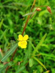 Image result for Chamaecrista mimosoides