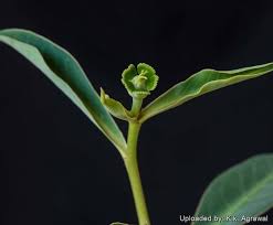 Image result for Euphorbia eranthes