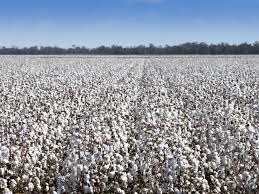 It's Time for the Fashion Industry to Launch a Farm-to-Closet Movement |  Smithsonian