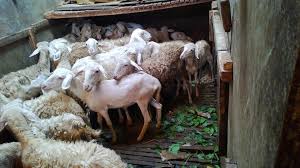 Tadi saya tawar, dapat rp 140 ribu sekilo, ujar. Jual Daging Kambing Di Mataram Halal Daging Kambing