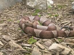 Southern Copperhead Agkistrodon Contortrix Contortrix Reptiles And Amphibians Reptile Snakes Snake Venom