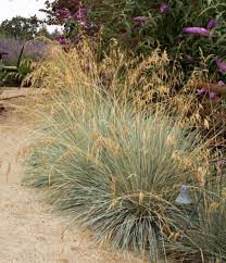 Botanical Name Helictotrichon Sempervirens Common Name Blue Oat Grass Plant Form Clumping Flower Color Brown Bloom Time S In 2021 Rock Garden Plants Types Of Soil