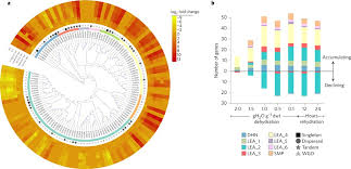 Image result for Xerophyta scabrida