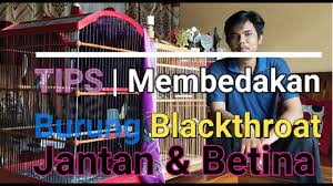 Biasanya ikan cupang betina berwarna kusam dan cenderung gelap, terutama pada bagian tubuhnya. Tips Membedakan Burung Blackthroat Jantan Dan Betina Youtube
