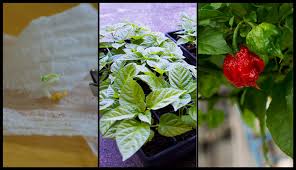 Ultimate Guide To Growing Hot Peppers From Seed To Harvest