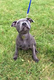 Chocolate labrador retrievers puppy pictures, family lab photos, everything about chocolate. Thommo On Twitter My First Day Out In The Big World Dakota Staffy Sbtkennel Frazzle Pop Mattbardock Staffordshire30 Staffy Http T Co Cyngv9qzoq