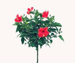 Image result for Hibiscus noldeae