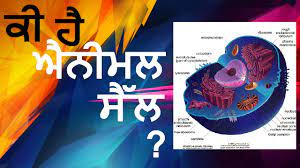 If the average is 10 db or higher, an sts has occurred. Punjabi Ep 1 Animal Cell Youtube