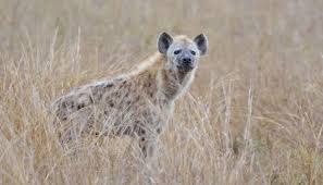 Synonyms, crossword answers and other related words for american wild cat ocelot. North America Used To Have Its Very Own Hyena Science Smithsonian Magazine