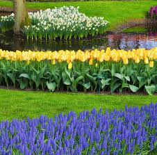 They include a basal plate where roots grow and an. Spring Flowering Bulbs To Plant In Fall Bulb Planting Guide The Old Farmer S Almanac