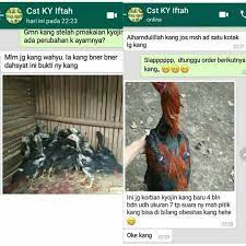 Facebook gives people the power to share and makes the. Jual Pakan Ayam Bangkok Raksasa Kyojin Di Lapak Berkah Kurnia Bukalapak