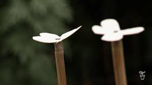 A cabbage looper is a related caterpillar, which comes from a brown nocturnal moth. Cabbage White Butterfly Fact Sheets Gardening Australia Gardening Australia