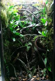 Pin On Naturalistic Life Under Glass