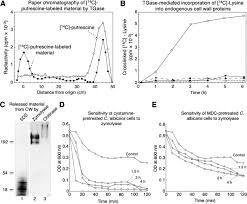 Check spelling or type a new query. The Candida Albicans Eno1 Gene Encodes A Transglutaminase Involved In Growth Cell Division Morphogenesis And Osmotic Protection Journal Of Biological Chemistry