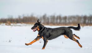 Originating in the plains region surrounding paris known as 'la beauce'. Beauceron France S Answer To The Doberman Dogs