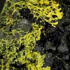 A storage mechanism in the cloud computing platform microsoft azure. Why A Brainless Yellow Blob That Can Learn Is Mystifying Scientists Bbc News