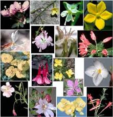 Image result for Onagraceae