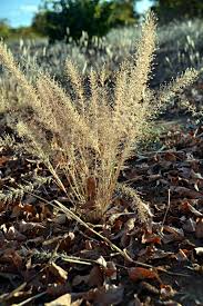 Image result for Eragrostis viscosa