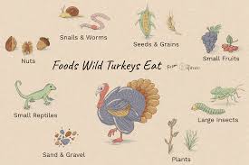 What Do Wild Turkeys Eat
