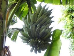 Yang membuat unik dari buah ini yaitu karena tandannya menuju ke atas menjulang ke langit serta berukuran besar. Sulitnya Berburu Blue Java Banana Di Negeri Asal Pisang