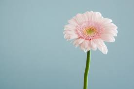 We did not find results for: Flower Wallpapers Free Hd Download 500 Hq Unsplash