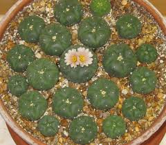 Organic succulent and cactus soil by. Magicactus Com Lophophora Williamsii Peyote