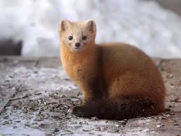 Japanese Sable Animals Cute Animals Animal Pictures