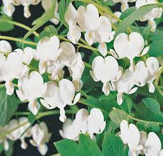 Image result for Dicentra spectabilis alba