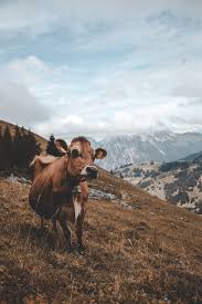 Find the best cow wallpaper on getwallpapers. Cow Aesthetic Wallpapers Wallpaper Cave