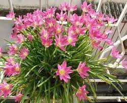 We did not find results for: Jual Berisi 20 Umbi Bakung Bonggol Bunga Lily Lili Hujan Pink Di Lapak Seed Entrepreneur Bukalapak