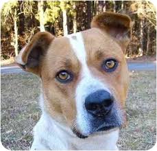 Bulldog rescue is the original and longest running breed rescue for bulldogs, we have helped over 3,000 bulldogs in almost 20 years of service and our history goes back over 40 years. Mocksville Nc American Bulldog Meet Scarlett A Pet For Adoption