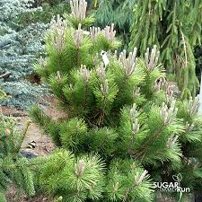 We did not find results for: Thunderhead Japanese Black Pine Sugar Run Nursery
