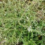 Image result for Cynoglossum lanceolatum