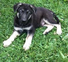 Males readily available for deposit. Black And Silver Akc German Shepherd Puppies For Sale In Hooversville Pennsylvania Classified Americanlisted Com