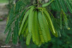 Ada orang memang pantang nampak petai. Ulam Ulaman Petai Belalang Dan Khasiatnya Pokok Facebook