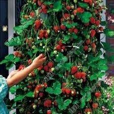 Sementes Flor Lagarto Orbea Veriegata Cactos Suculentas R 12 90 Em Mercado Livre Jardim Comestivel Pe De Morango Morango Azul